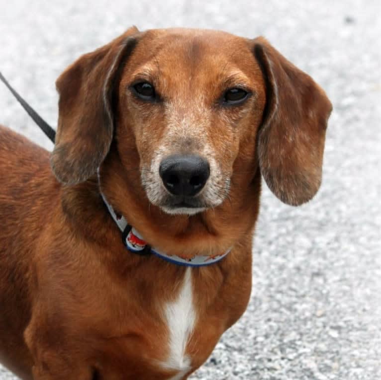 URO3 NI NE Jacob Levi RI SWA SHDNE CGCA TKP RATN RL1X RL2 RLV2X CW-ARA CW-DDA CW-Ob2A, a Dachshund tested with EmbarkVet.com