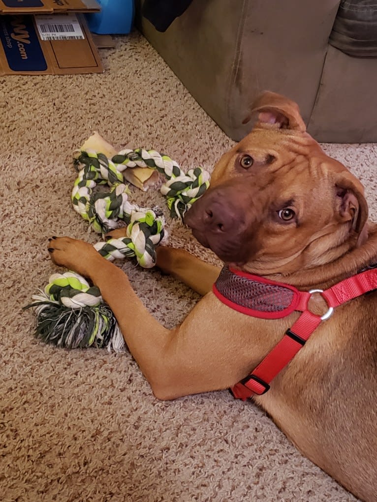 Ruckus, an American Pit Bull Terrier and Labrador Retriever mix tested with EmbarkVet.com