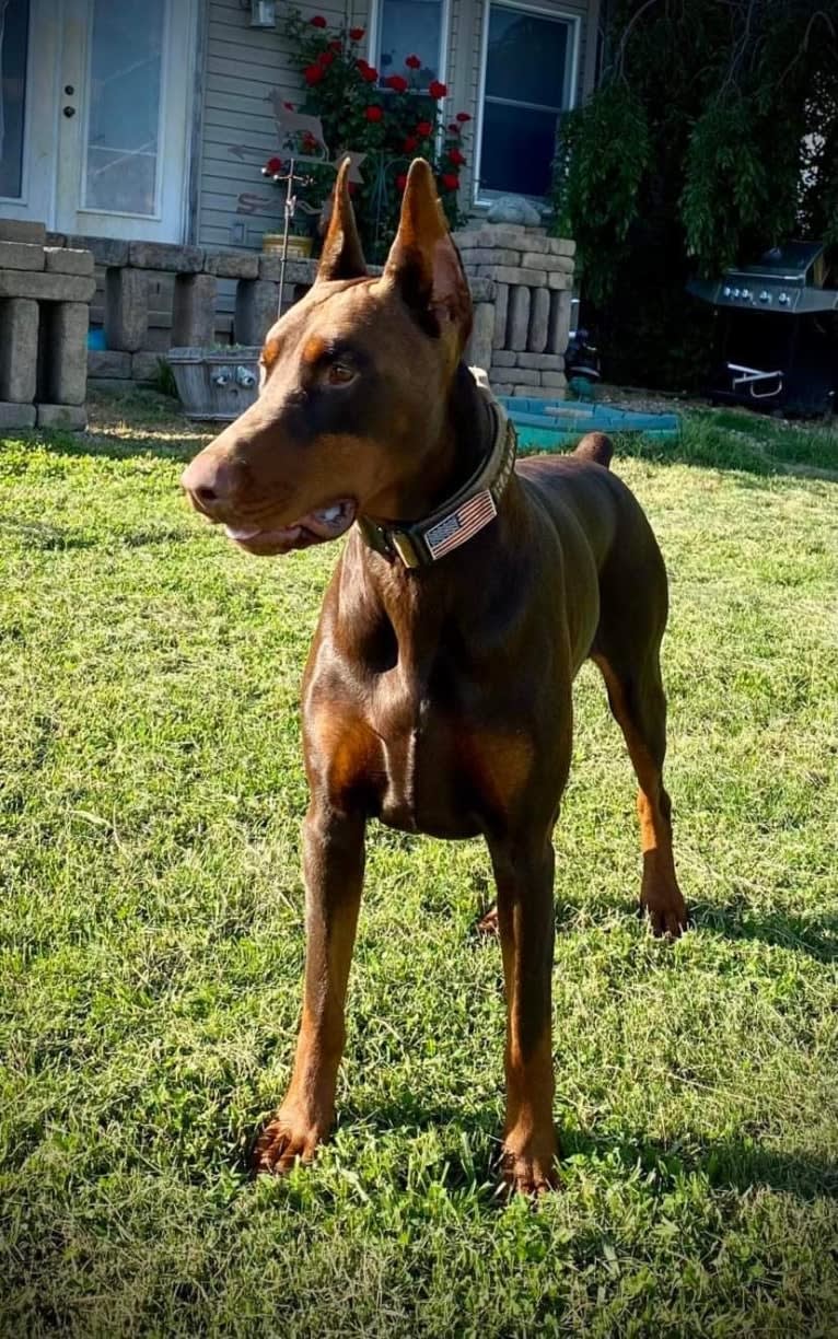 Han's Hatteras Sound, a Doberman Pinscher tested with EmbarkVet.com