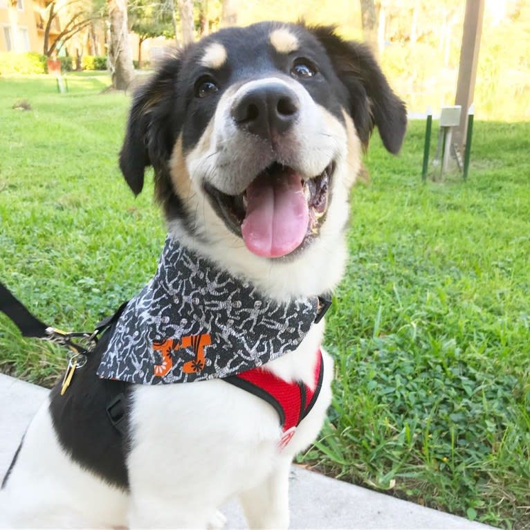 J.J., an American Pit Bull Terrier and German Shepherd Dog mix tested with EmbarkVet.com