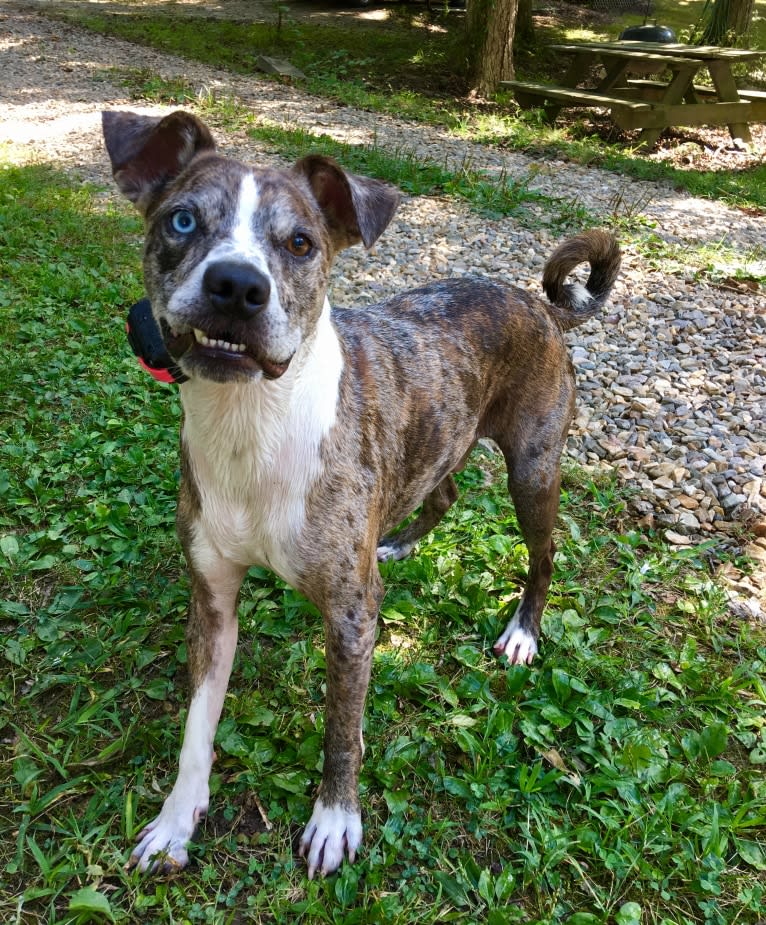 Hammer, a Boston Terrier and Australian Cattle Dog mix tested with EmbarkVet.com