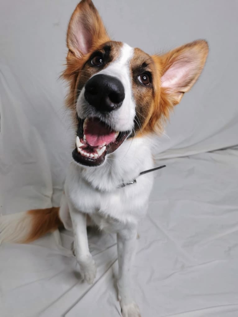 ROY FIGUEROA, an Arabian Village Dog tested with EmbarkVet.com