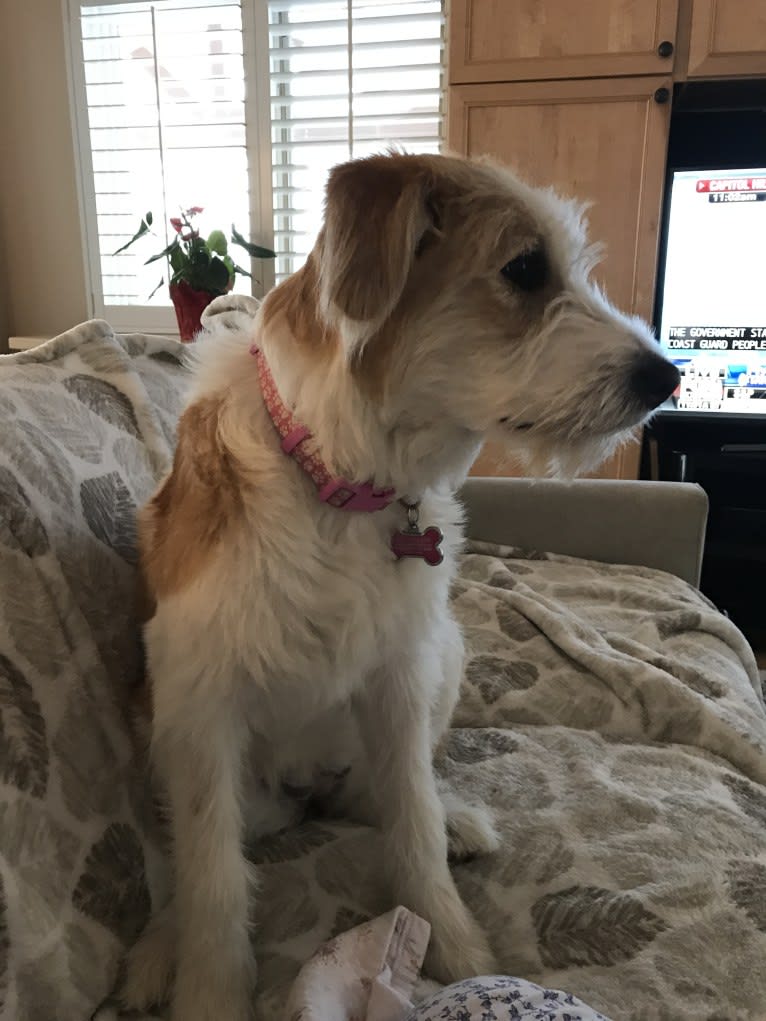 Lacy, a Great Pyrenees and Border Collie mix tested with EmbarkVet.com