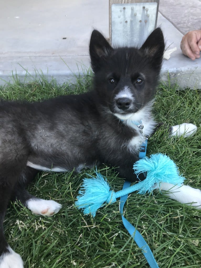 Mishka, an Alaskan Malamute and Canadian Eskimo Dog mix tested with EmbarkVet.com