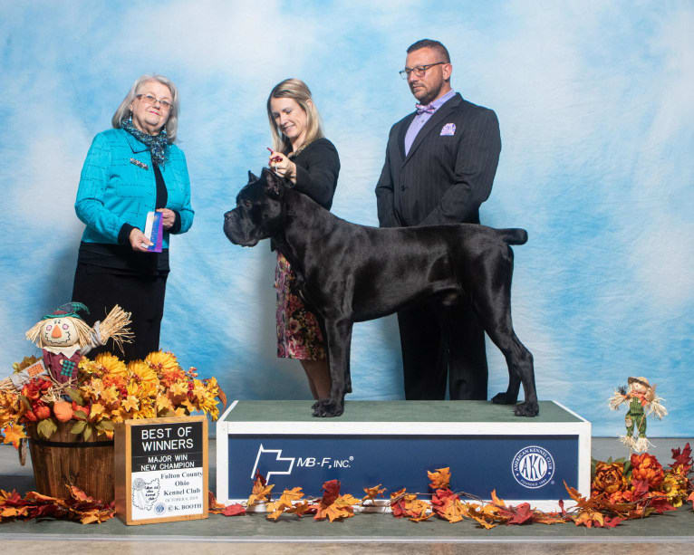 Diesel, a Cane Corso tested with EmbarkVet.com
