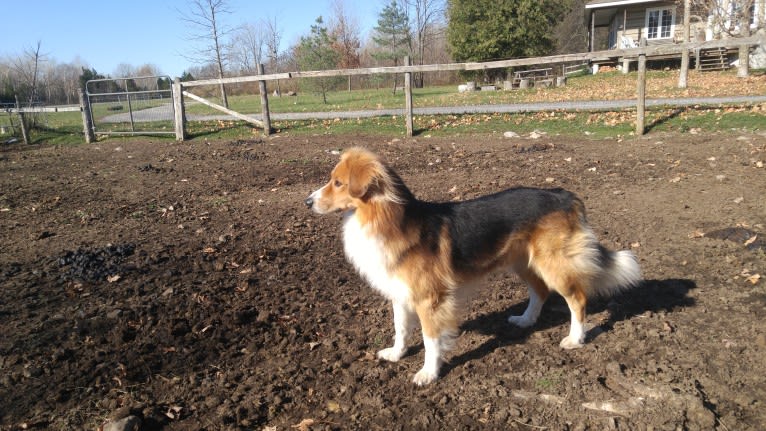 Buddy, a German Shepherd Dog and Collie mix tested with EmbarkVet.com