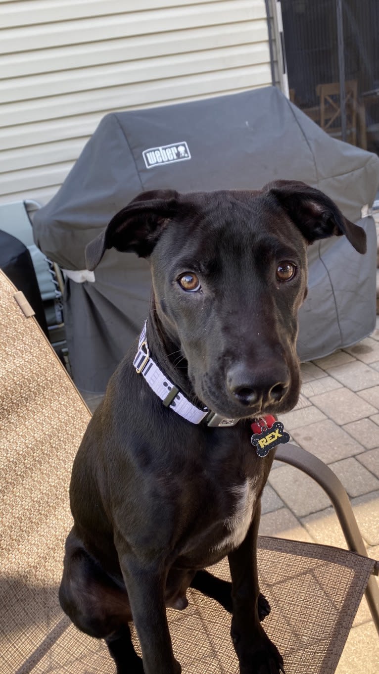 Rex, an American Pit Bull Terrier and Boxer mix tested with EmbarkVet.com