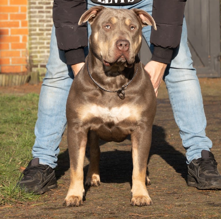Kyra, an American Bully tested with EmbarkVet.com