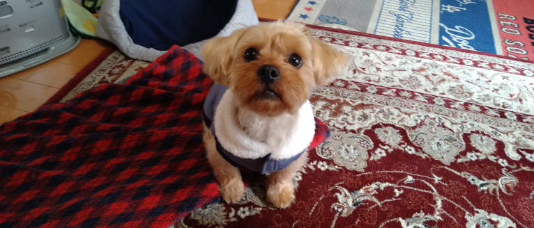 MAX, a Yorkshire Terrier and Shih Tzu mix tested with EmbarkVet.com