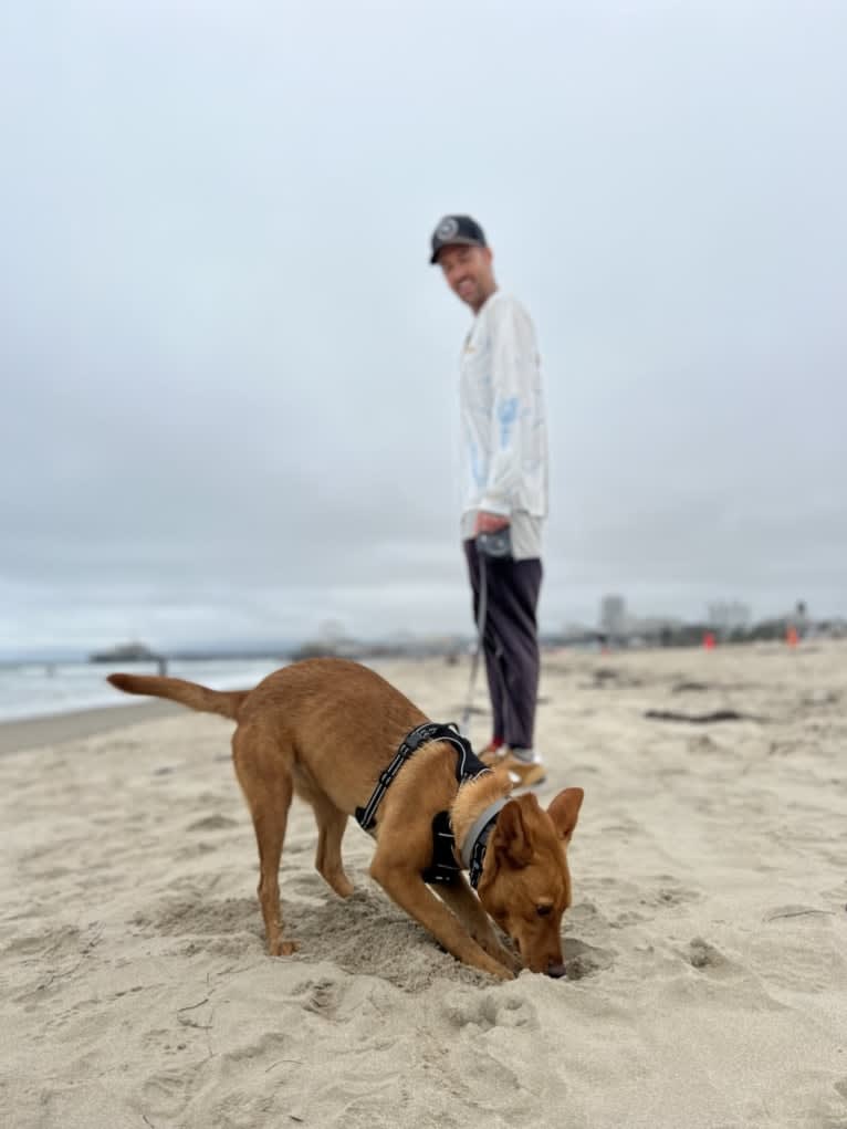 Foxy, an American Pit Bull Terrier and Australian Cattle Dog mix tested with EmbarkVet.com