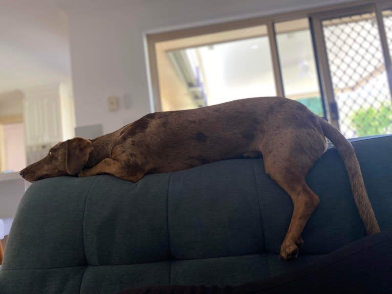 Otis, a Dachshund and Australian Kelpie mix tested with EmbarkVet.com