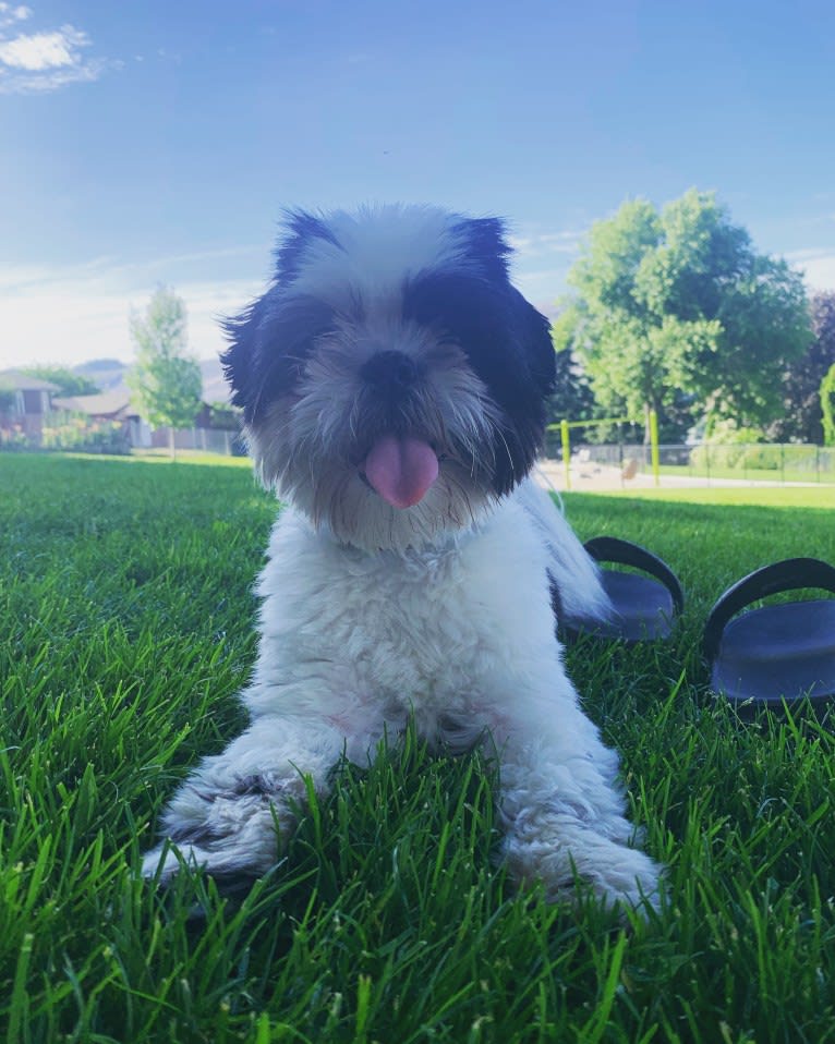 McGregor, a Shih Tzu tested with EmbarkVet.com