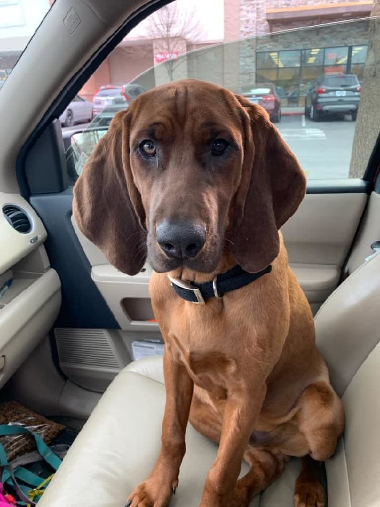 Boone, a Redbone Coonhound tested with EmbarkVet.com