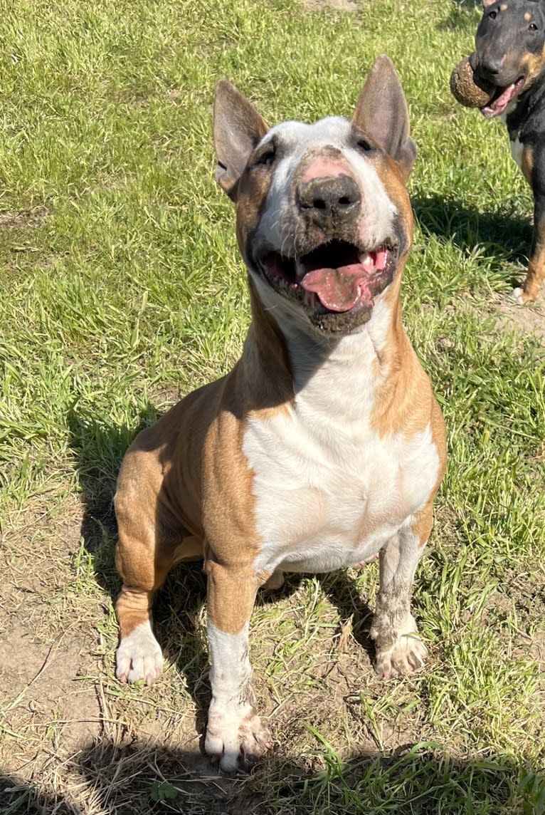 Julius Caesar, a Bull Terrier tested with EmbarkVet.com