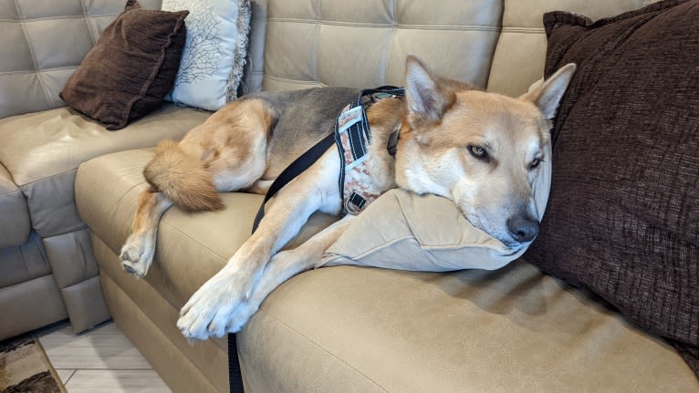 Loki, a Gerberian Shepsky tested with EmbarkVet.com