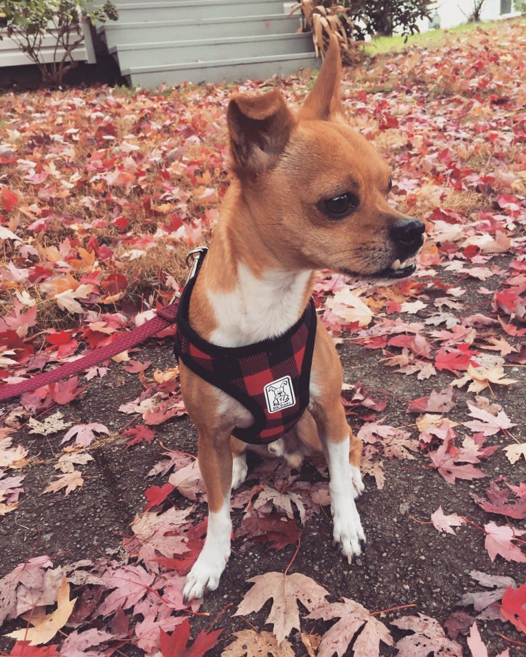 Coyote, a Chihuahua and Rat Terrier mix tested with EmbarkVet.com