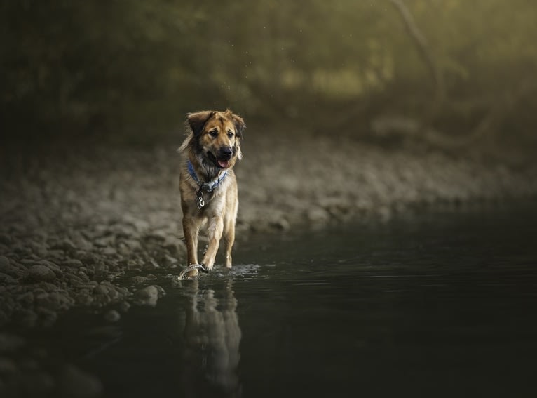 Journey, a Chinese Village Dog tested with EmbarkVet.com