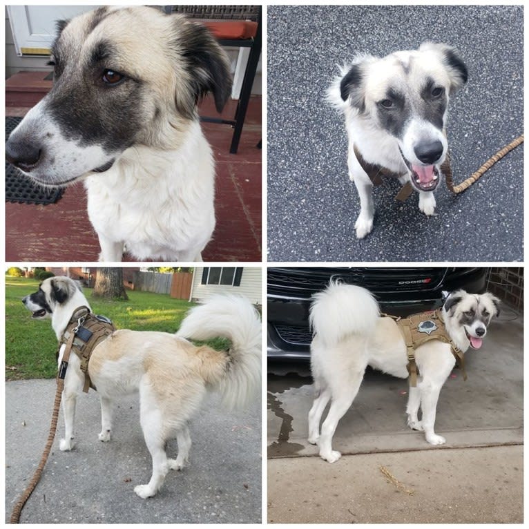 bell, a Great Pyrenees and Akita mix tested with EmbarkVet.com
