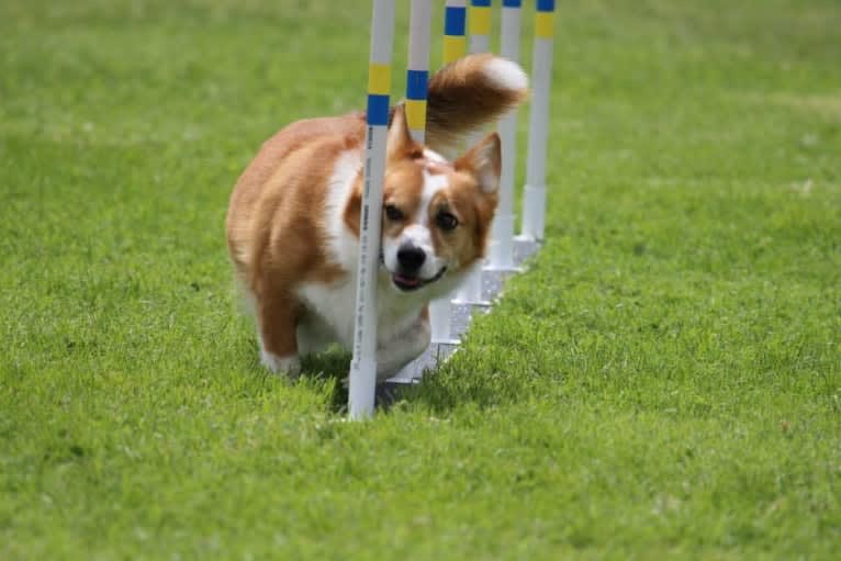 Wizard, a Pembroke Welsh Corgi and Border Collie mix tested with EmbarkVet.com