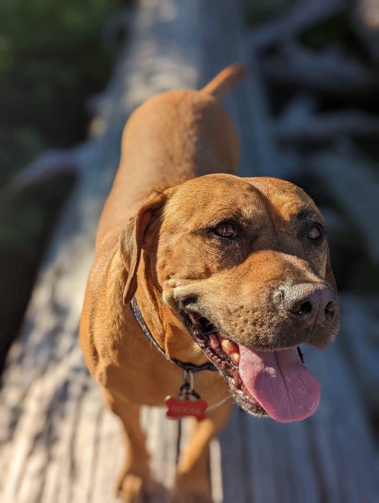 Goose, an American Pit Bull Terrier and American Staffordshire Terrier mix tested with EmbarkVet.com