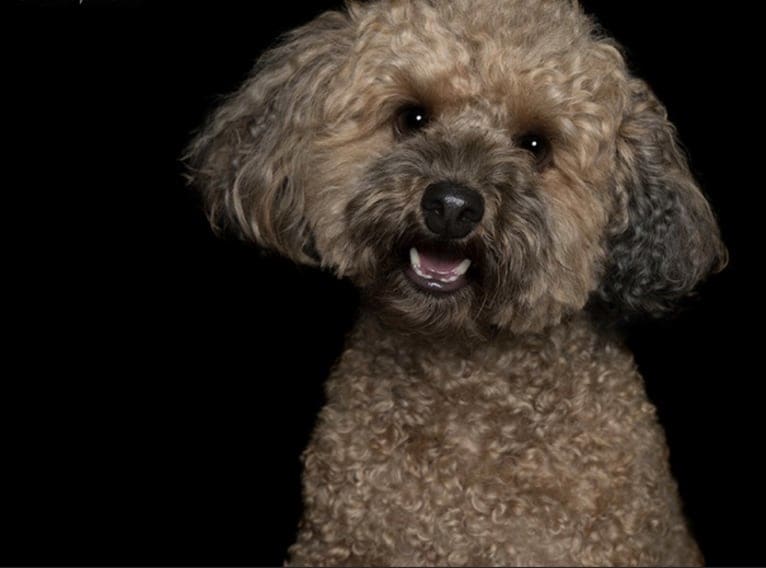 Teddy, a Poodle (Small) tested with EmbarkVet.com