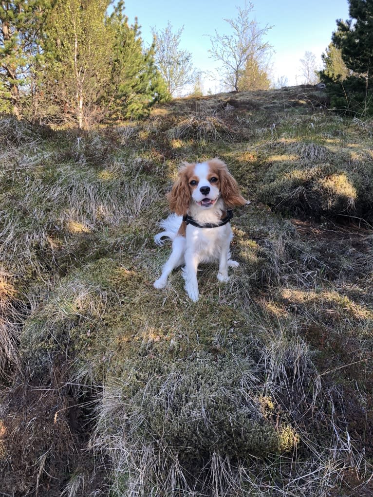 Momo, a Cavalier King Charles Spaniel tested with EmbarkVet.com