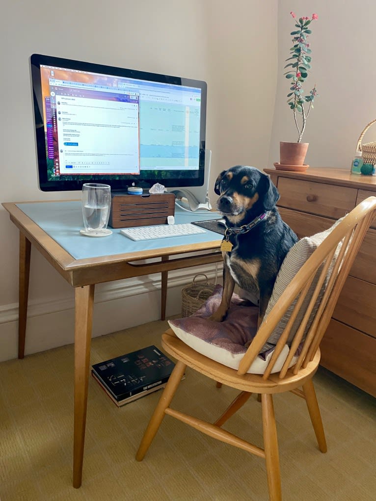 Cody, a Rat Terrier and Cocker Spaniel mix tested with EmbarkVet.com