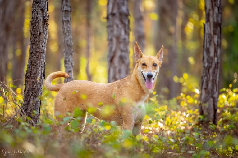 Banbury Cross Mochi, a Carolina Dog tested with EmbarkVet.com