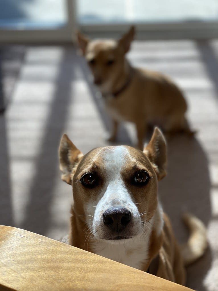 Watson, a Chihuahua and Poodle (Small) mix tested with EmbarkVet.com