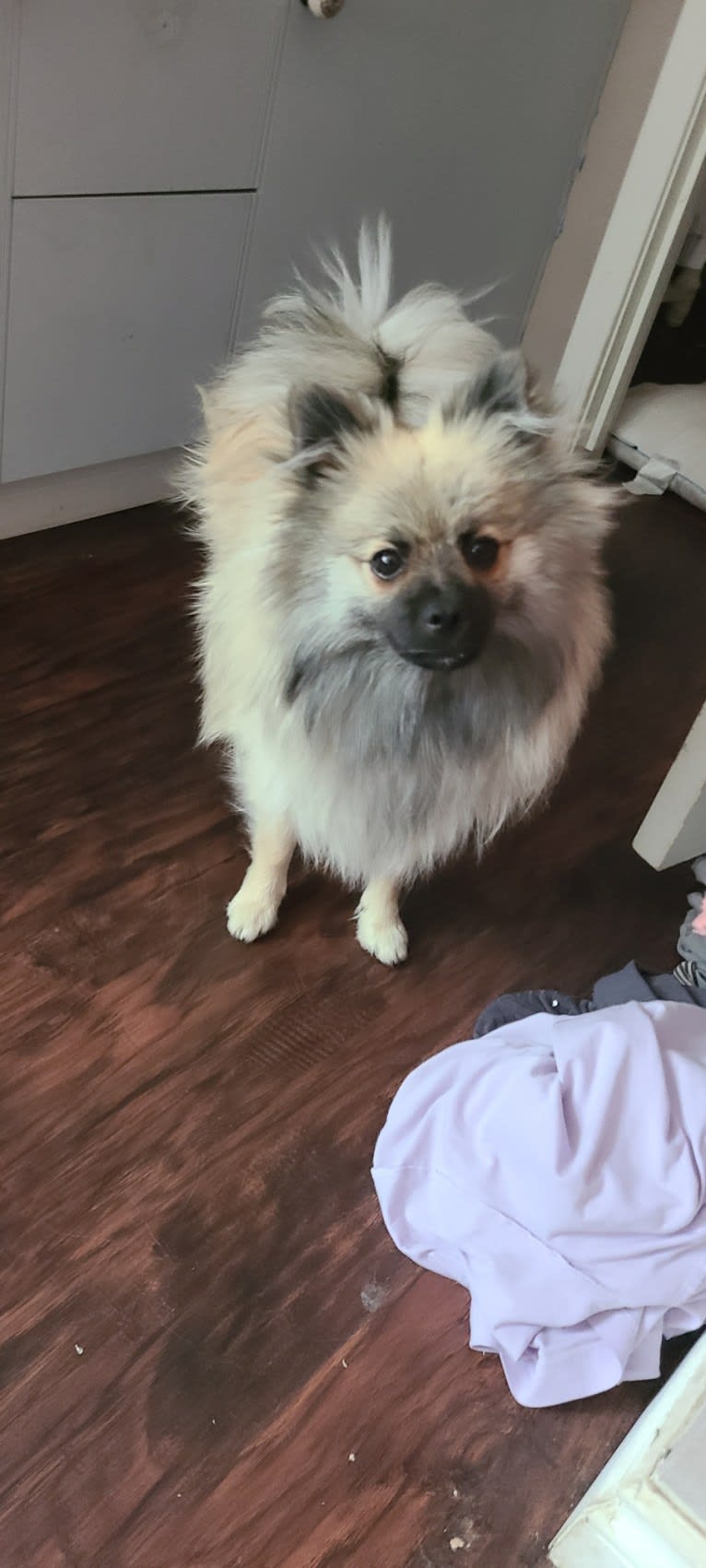 Yogi, a Pomeranian tested with EmbarkVet.com