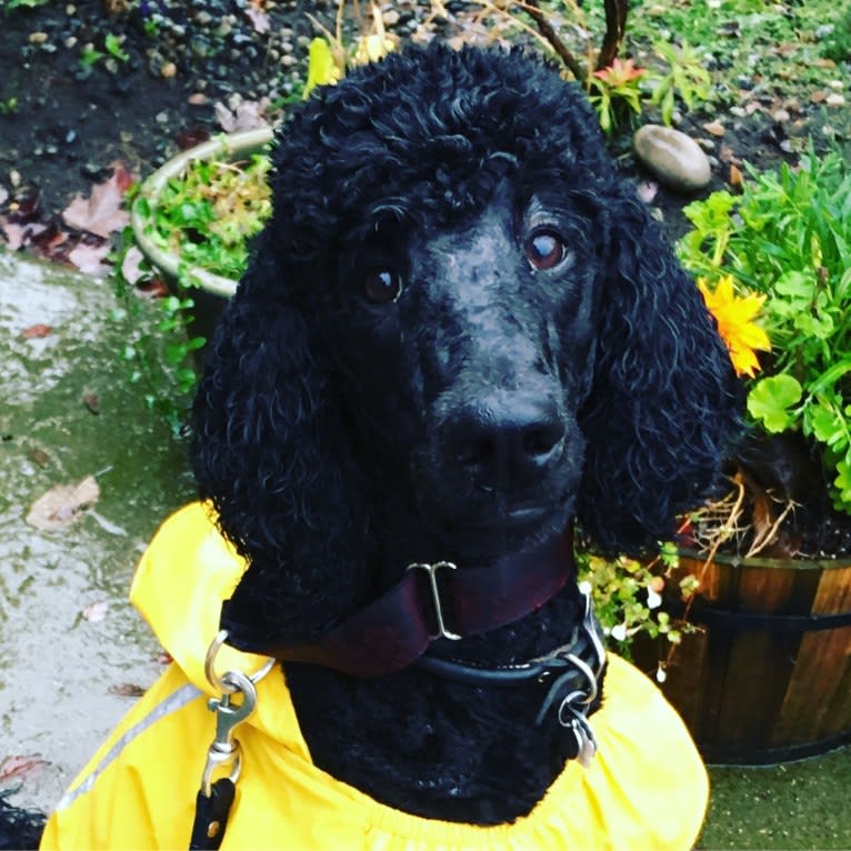 Leo, a Poodle (Standard) tested with EmbarkVet.com