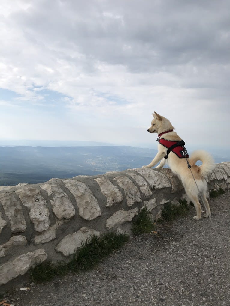 Obi-Wan, a Pomsky tested with EmbarkVet.com