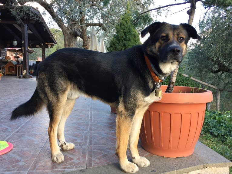 Duke, a German Shepherd Dog and Spanish Galgo mix tested with EmbarkVet.com