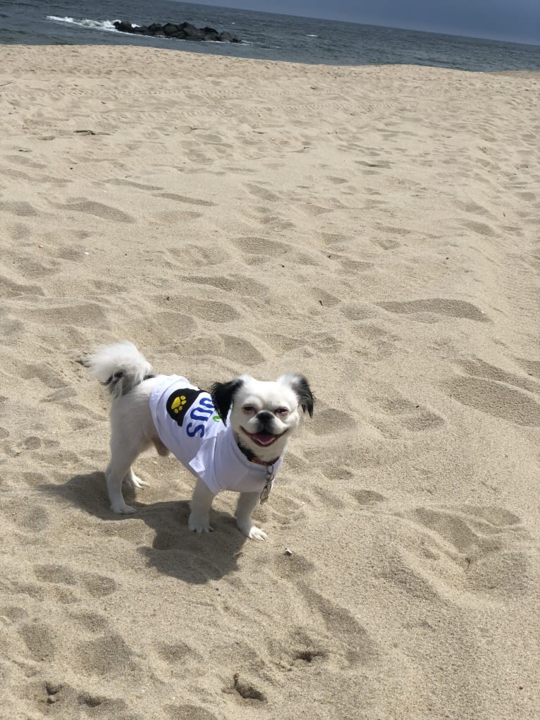 Tyson, a Lhasa Apso and Shih Tzu mix tested with EmbarkVet.com