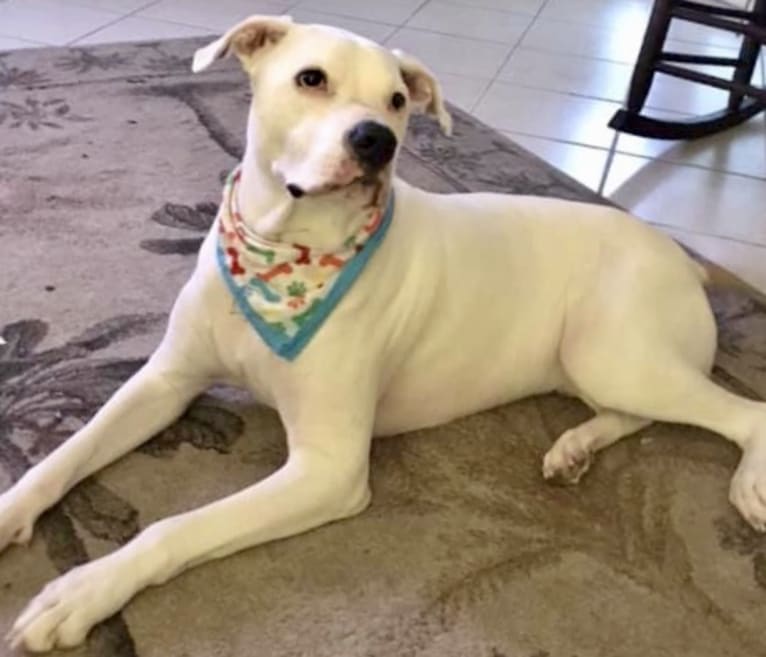 Peepers, an American Pit Bull Terrier and American Bulldog mix tested with EmbarkVet.com