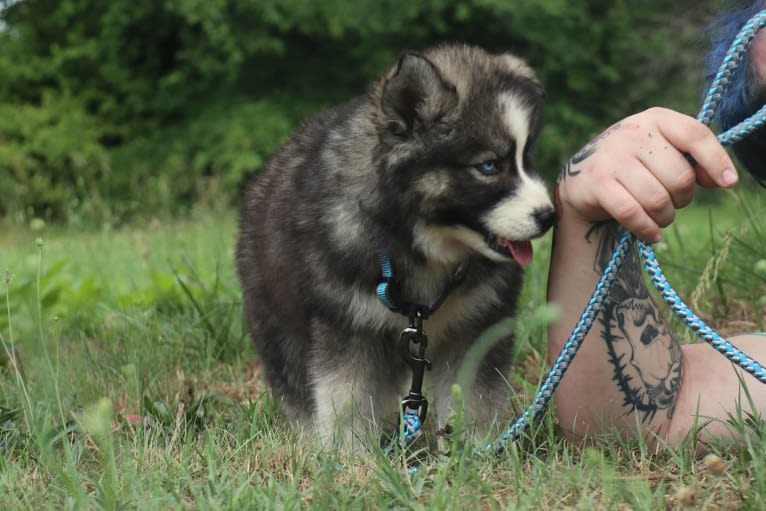 Iroh, a Siberian Husky tested with EmbarkVet.com