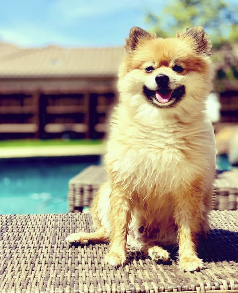 Louis, a Pomeranian tested with EmbarkVet.com