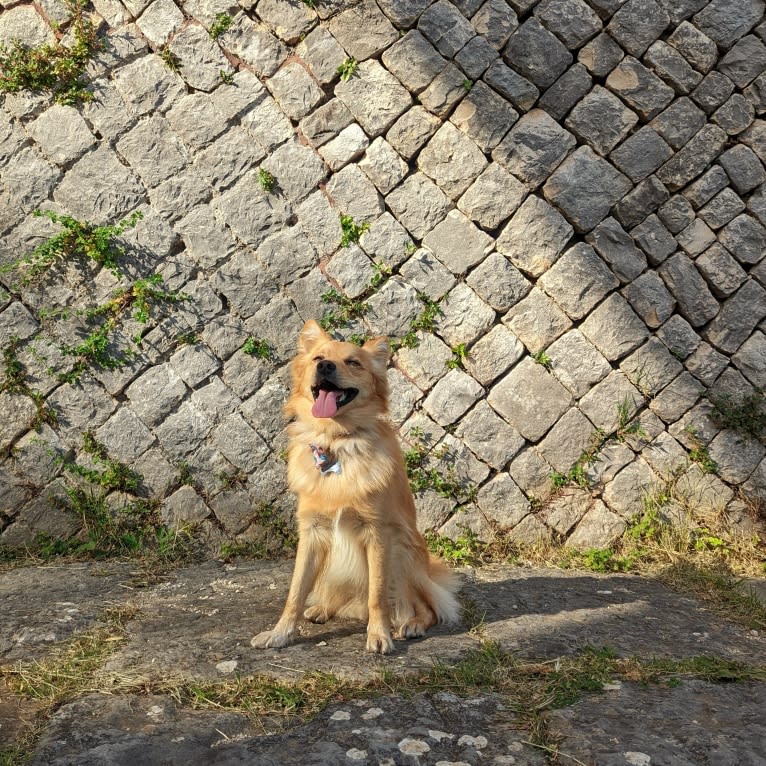 Enzo, a Volpino Italiano tested with EmbarkVet.com