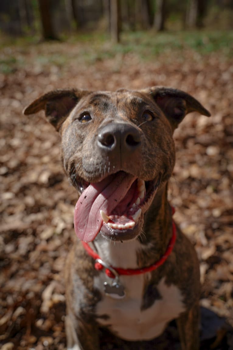 Keira, an American Pit Bull Terrier and American Staffordshire Terrier mix tested with EmbarkVet.com