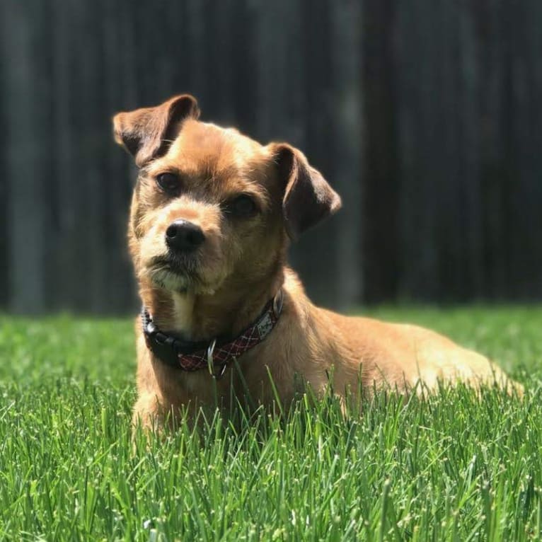 Brodie, a Miniature Pinscher and Shih Tzu mix tested with EmbarkVet.com