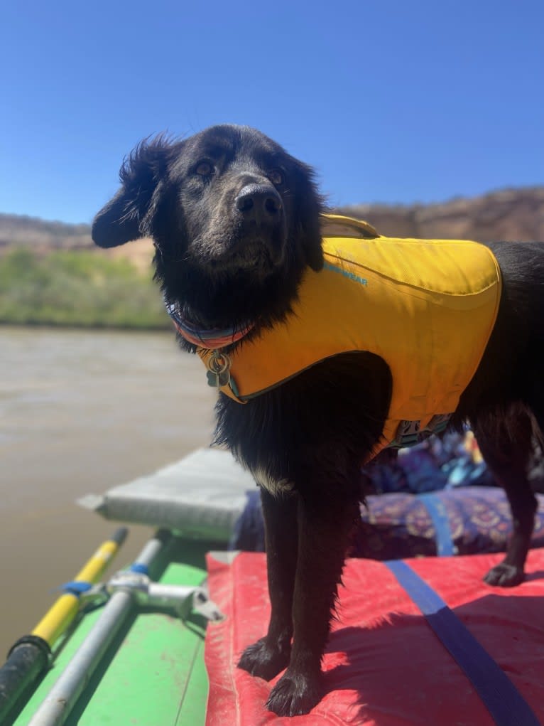 Ruth, an Australian Cattle Dog and Great Pyrenees mix tested with EmbarkVet.com