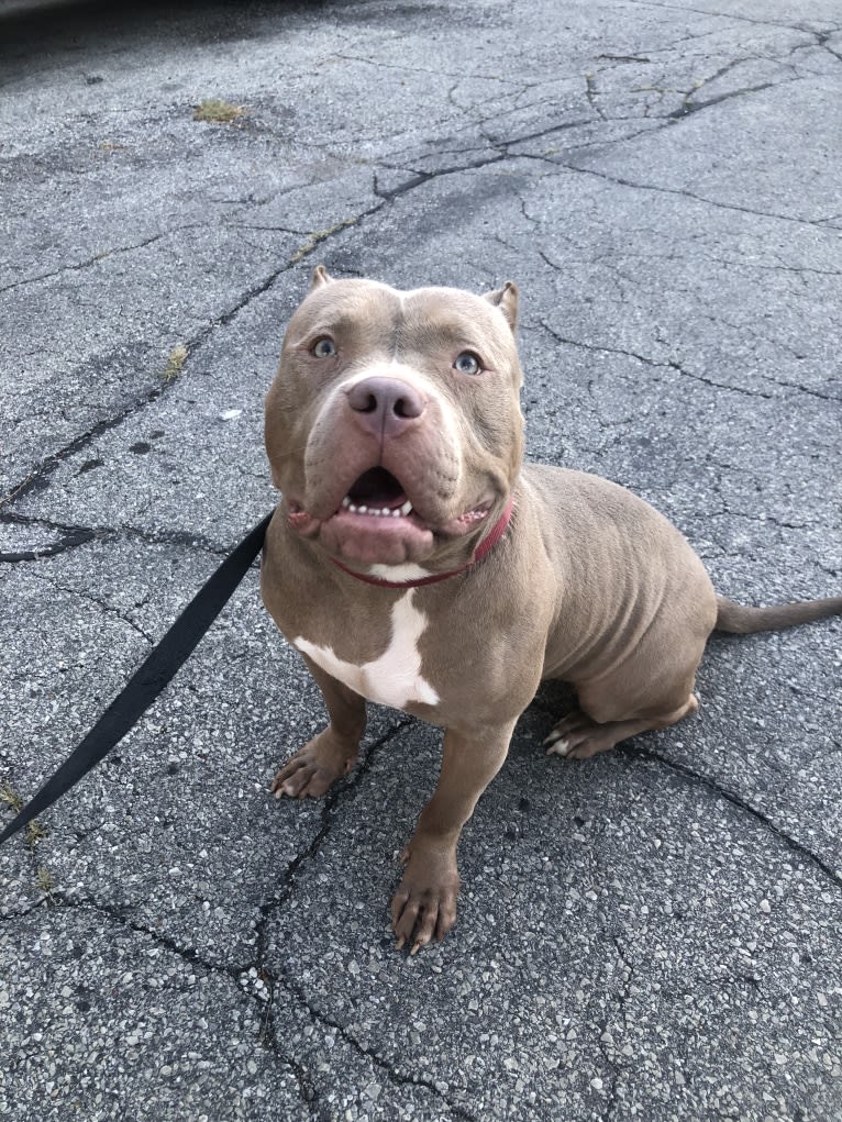 Teally, an American Bully tested with EmbarkVet.com