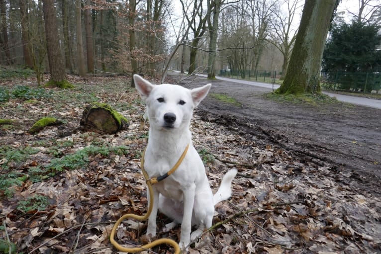 Suri, a Canaan Dog tested with EmbarkVet.com