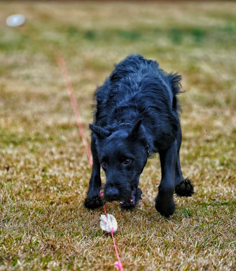 Vaatu, a Black Russian Terrier and Belgian Malinois mix tested with EmbarkVet.com