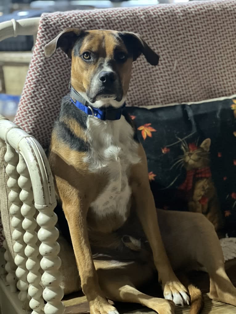 Duke Ferguson, an American Pit Bull Terrier and Australian Cattle Dog mix tested with EmbarkVet.com