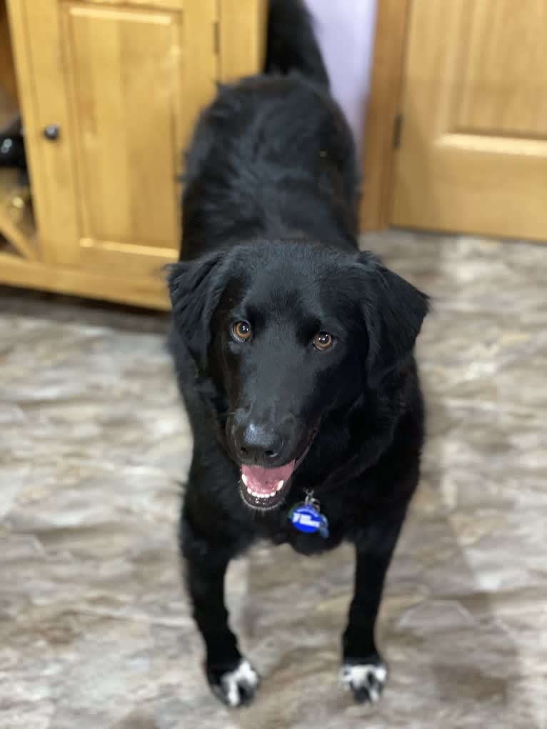 Care Bear Ross, a Labrador Retriever and Australian Cattle Dog mix tested with EmbarkVet.com