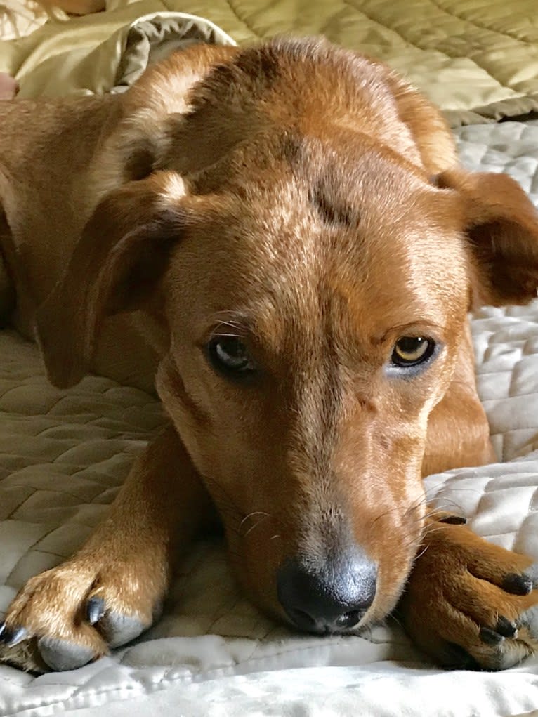 Bourbon, a Miniature/MAS-type Australian Shepherd and Mountain Cur mix tested with EmbarkVet.com