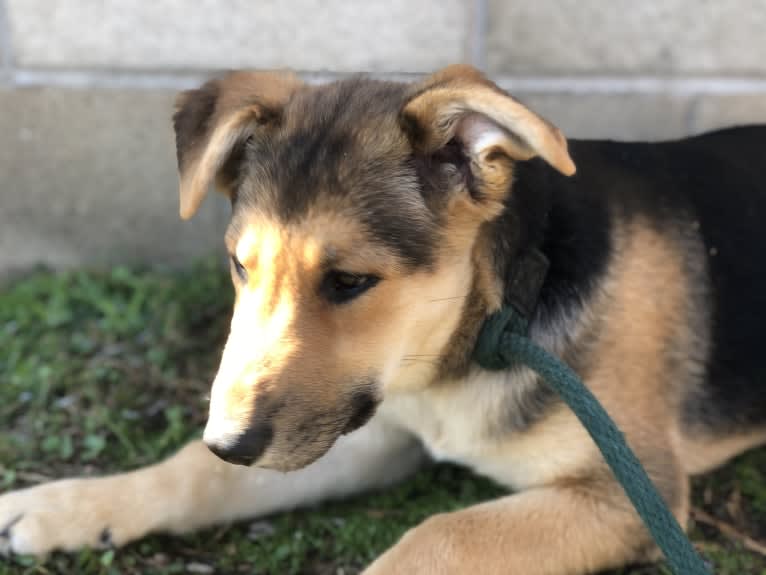 Shainee, a German Shepherd Dog and Australian Cattle Dog mix tested with EmbarkVet.com