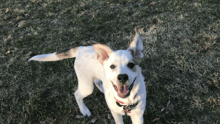 Millie, an Australian Cattle Dog and Great Pyrenees mix tested with EmbarkVet.com