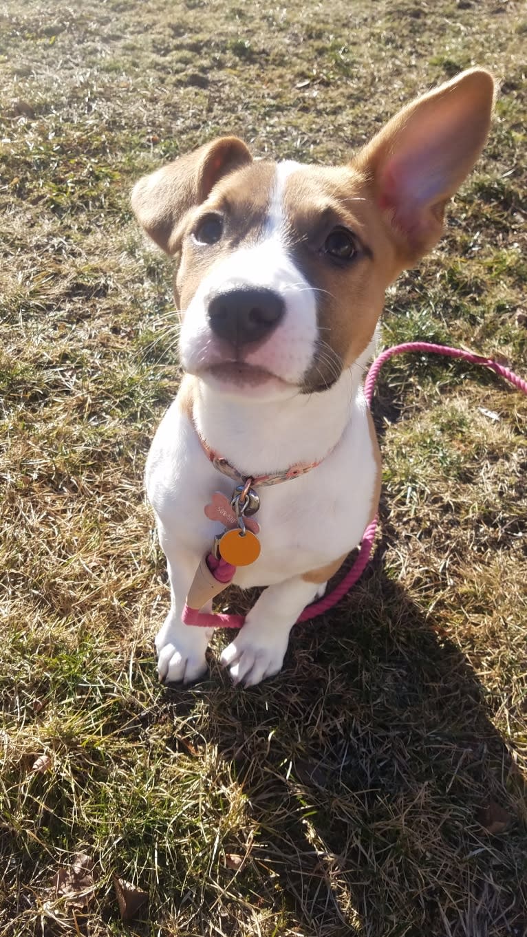 Hazel Grace, an American Pit Bull Terrier and Boxer mix tested with EmbarkVet.com